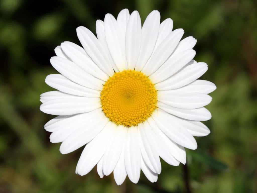 «Счастье семьи, любви и верности» — городской праздник в Слободском благочинии